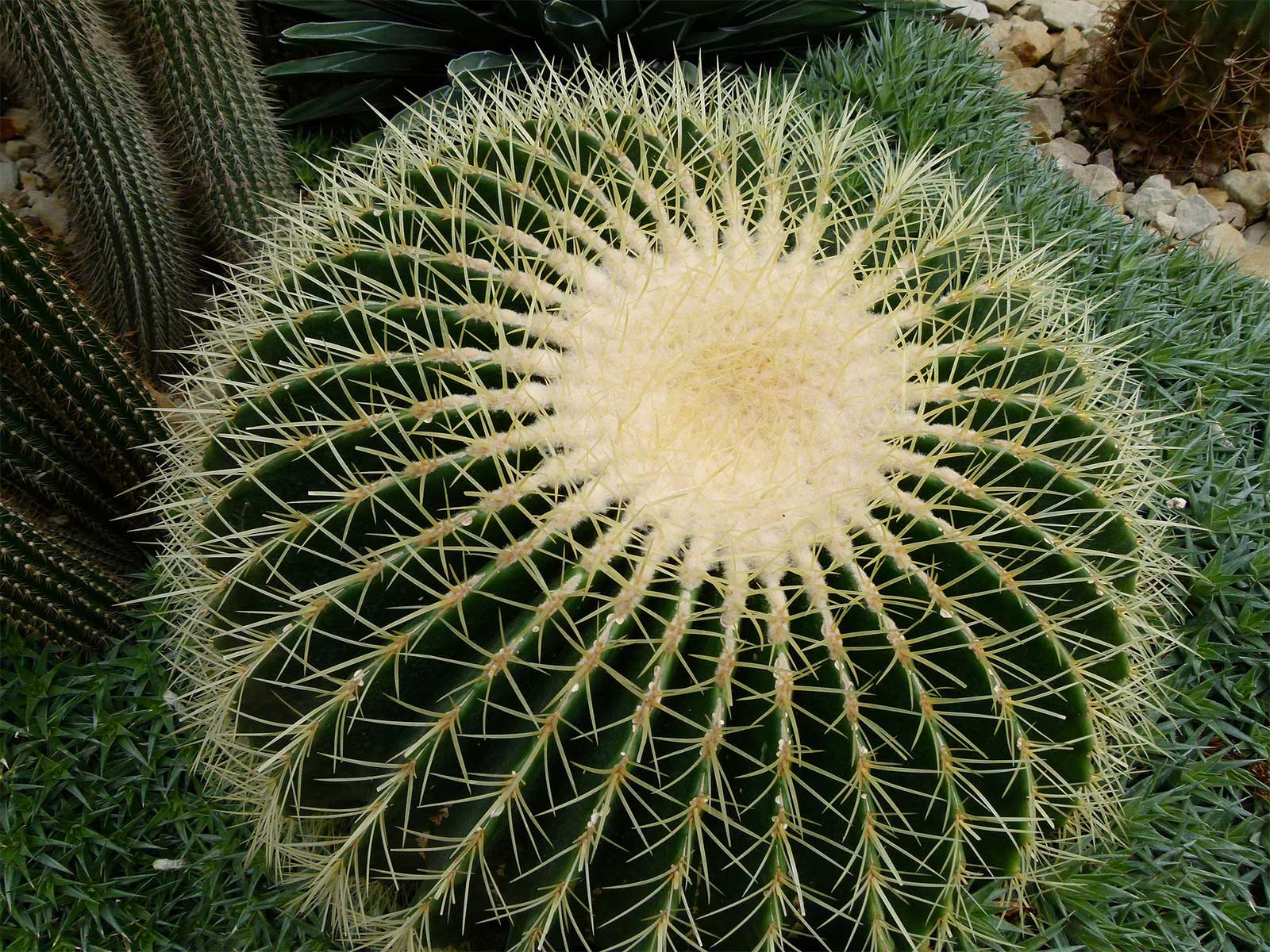 Barrel cactus