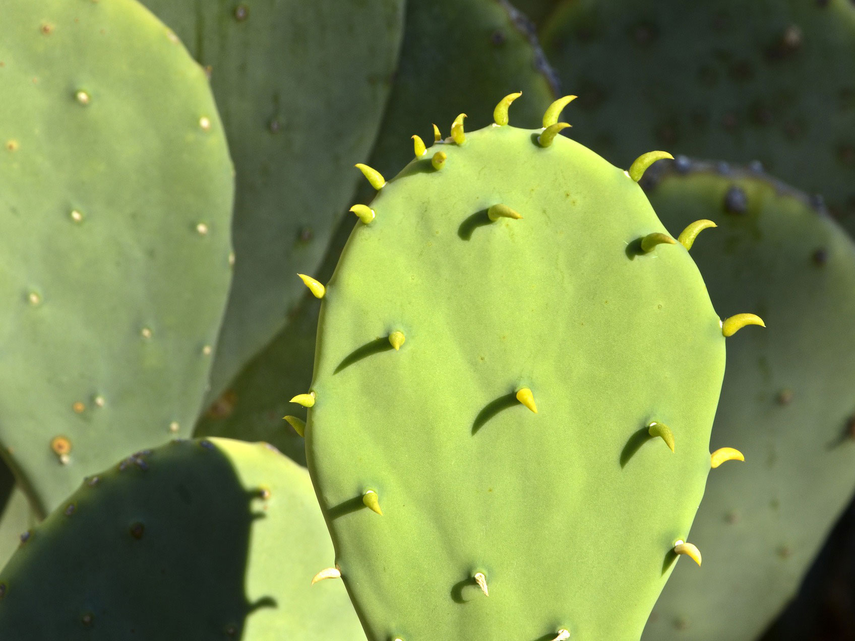 bunny ear cactus