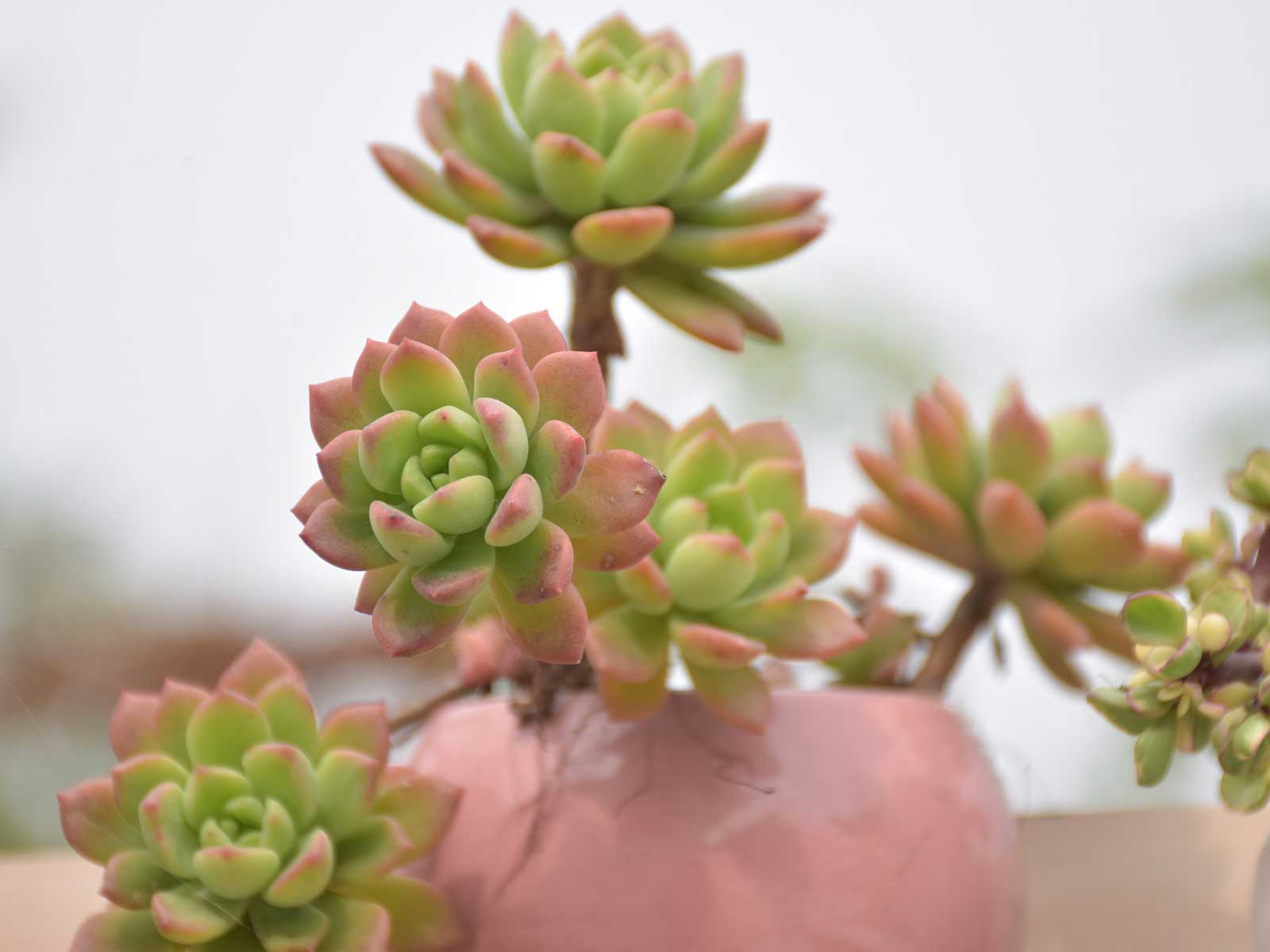 Hen and chicks