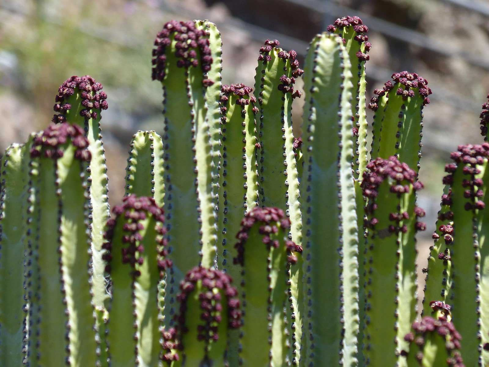 Saguaro