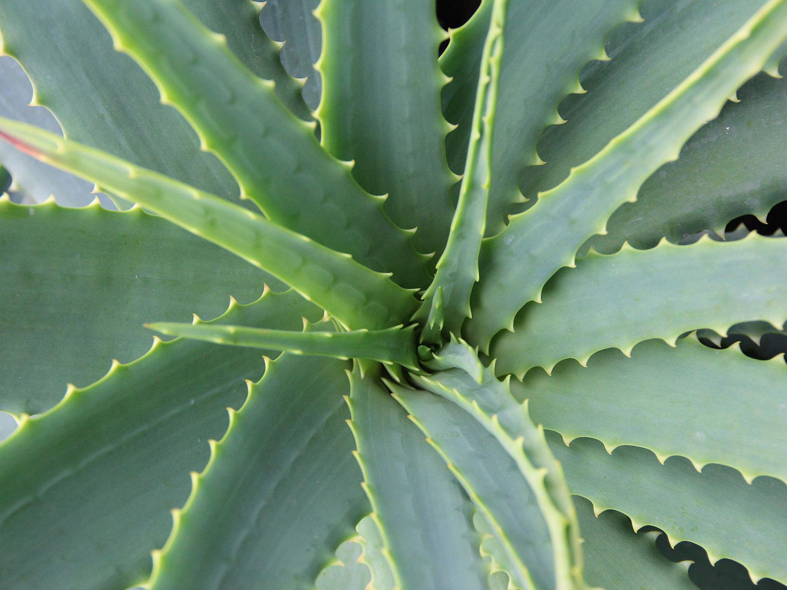 aloe vera