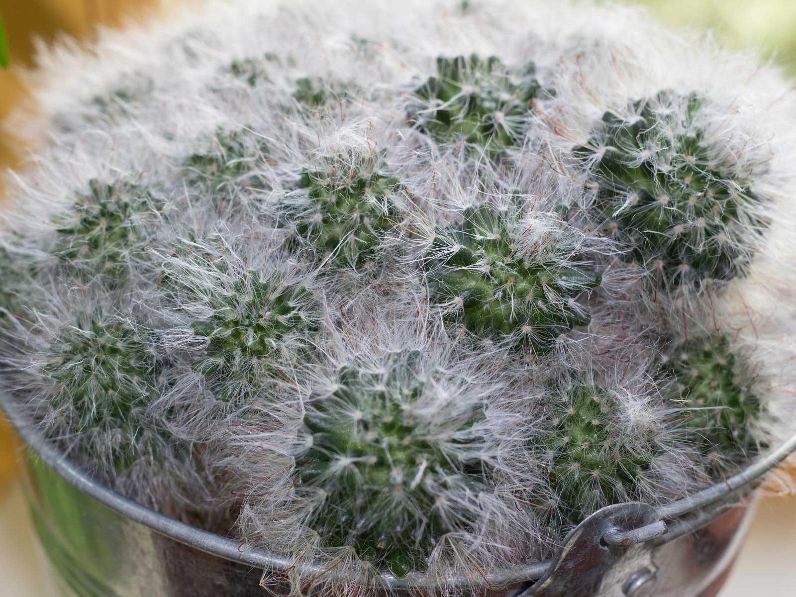 feather cactus