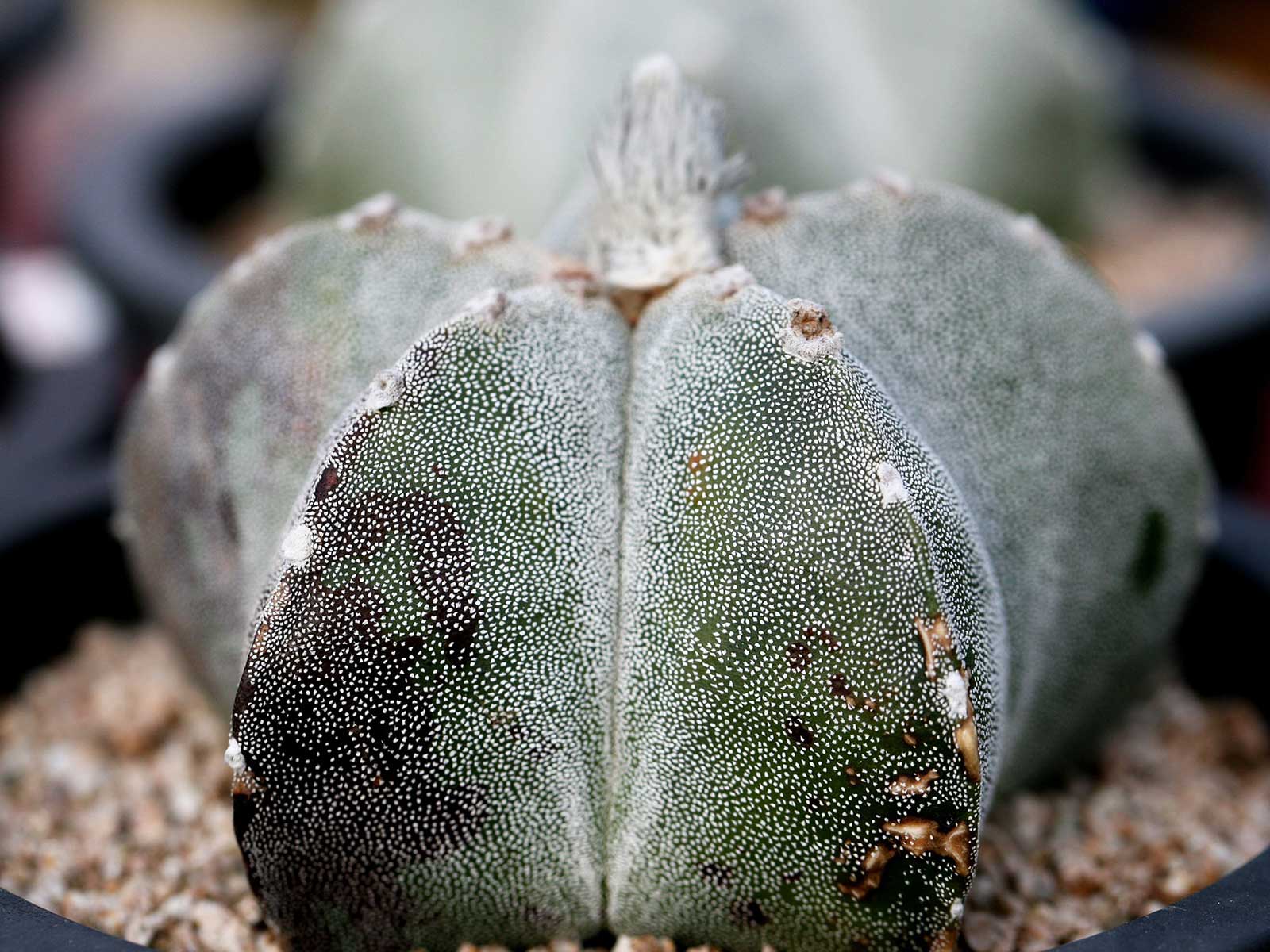 Sand Dollar Cactus