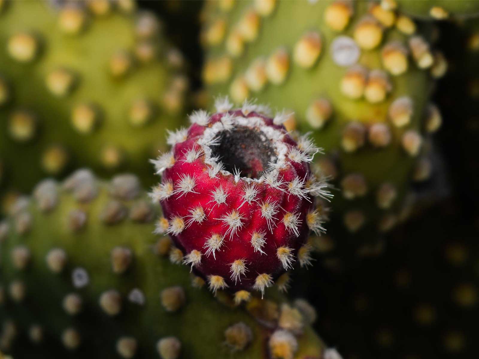 prickly pear
