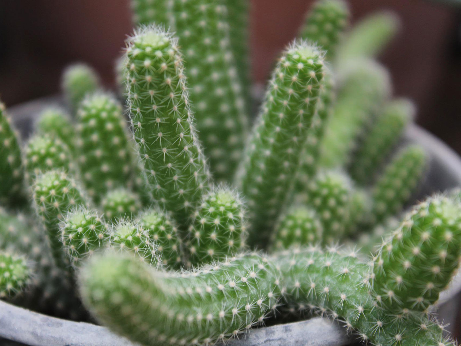ratttail cactus